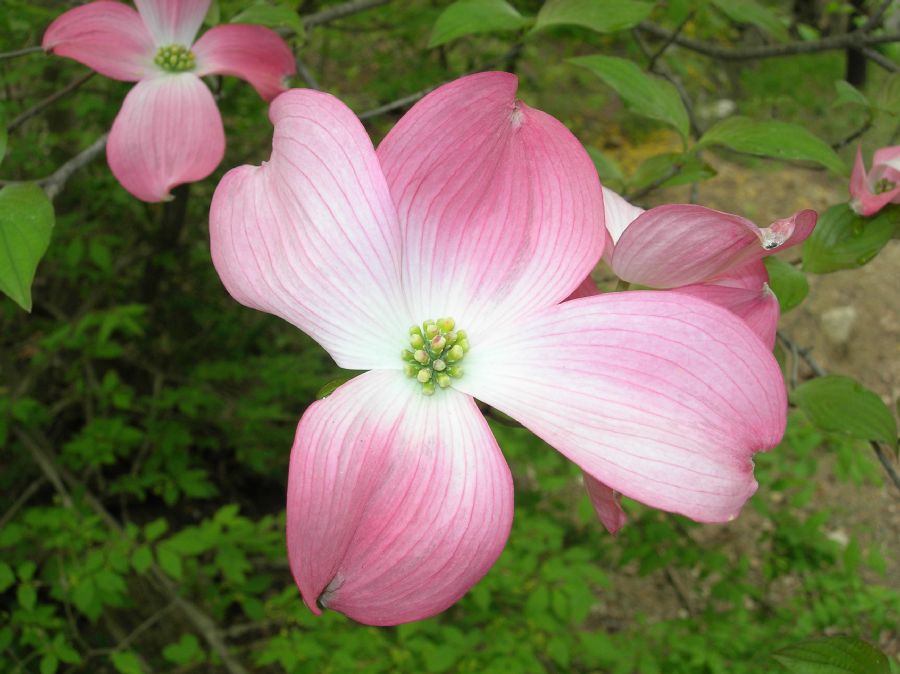 Cornaceae Cornus florida
