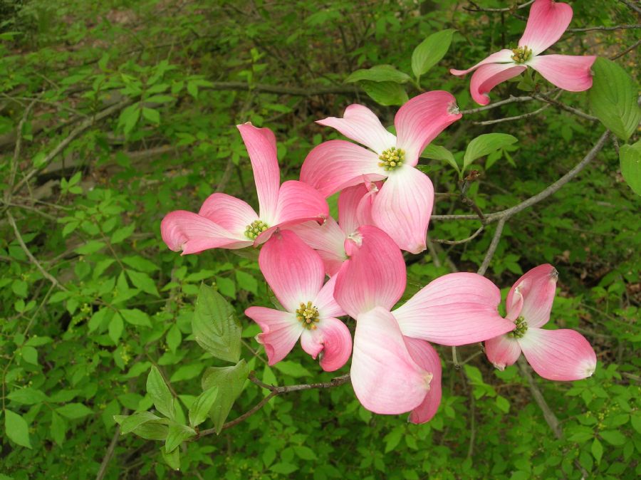 Cornaceae Cornus florida
