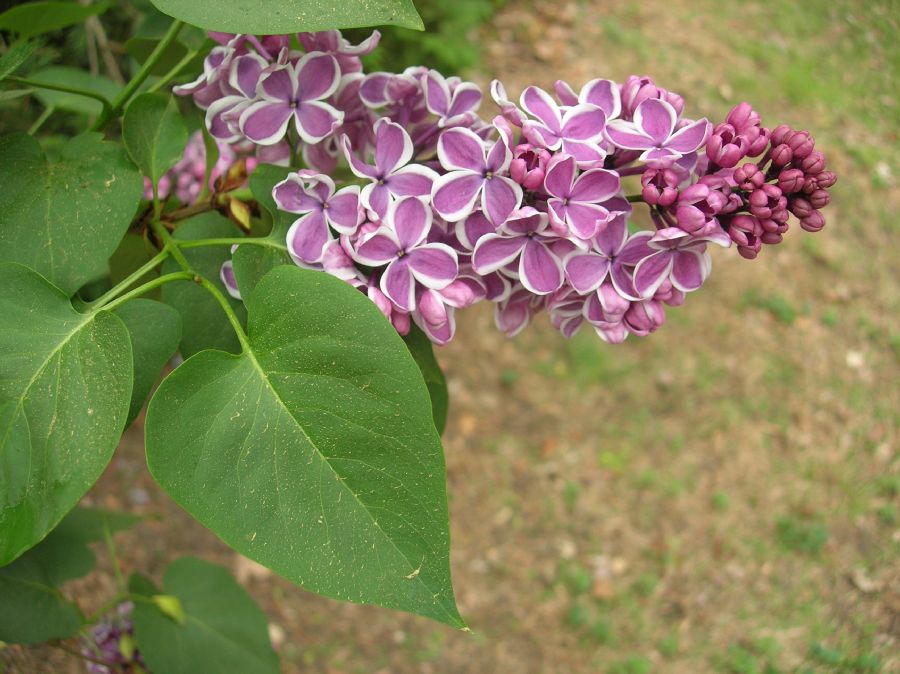 Oleaceae Syringa vulgaris