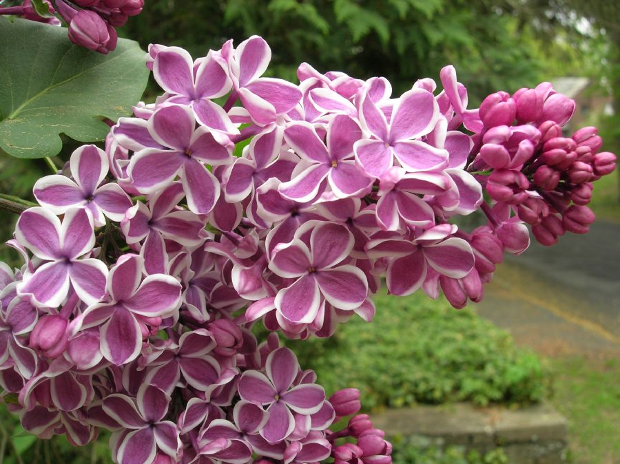 Oleaceae Syringa vulgaris