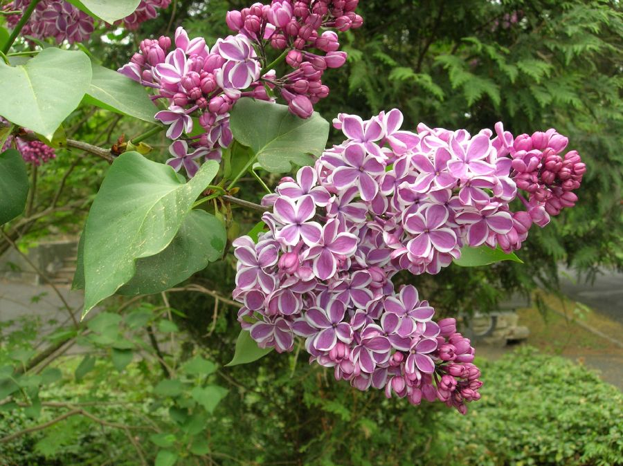 Oleaceae Syringa vulgaris