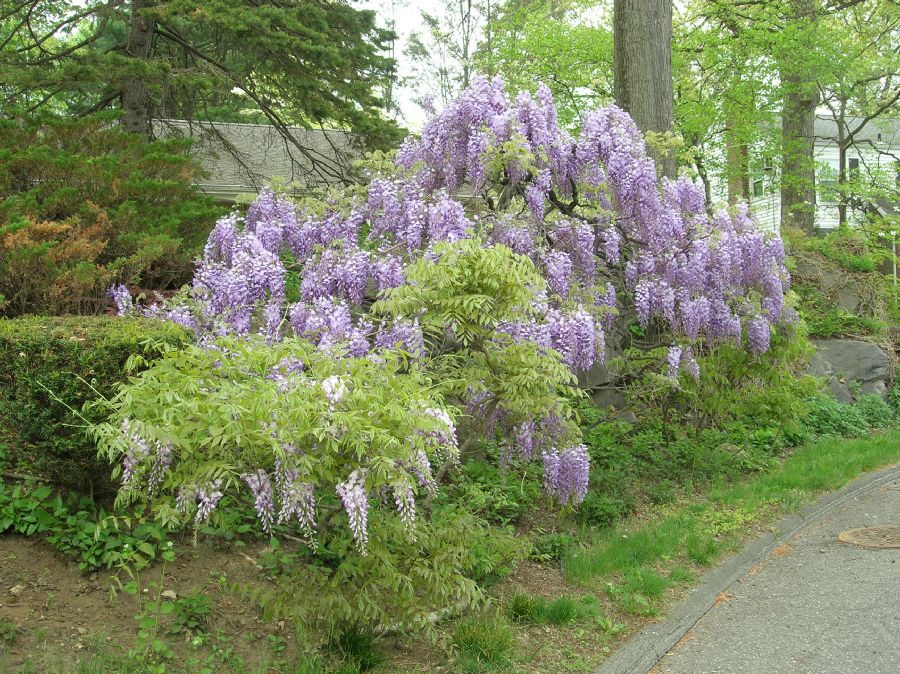 Fabaceae Wisteria 