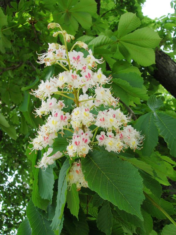 Hippocastanaceae Aesculus hippocastanum