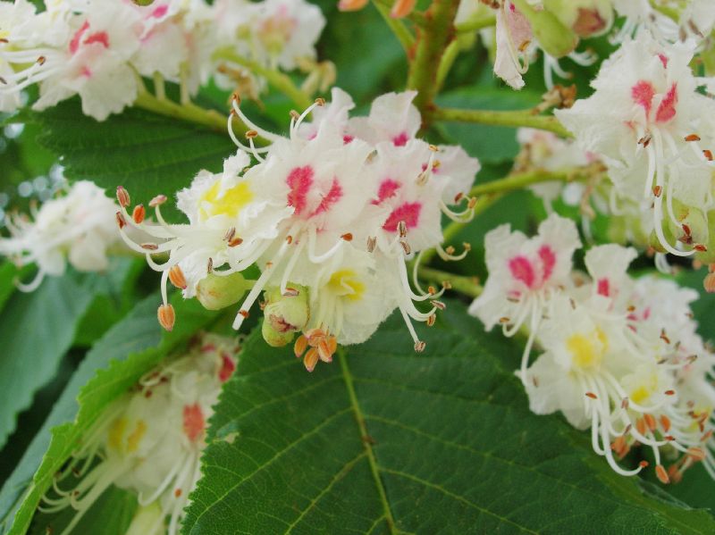 Hippocastanaceae Aesculus hippocastanum