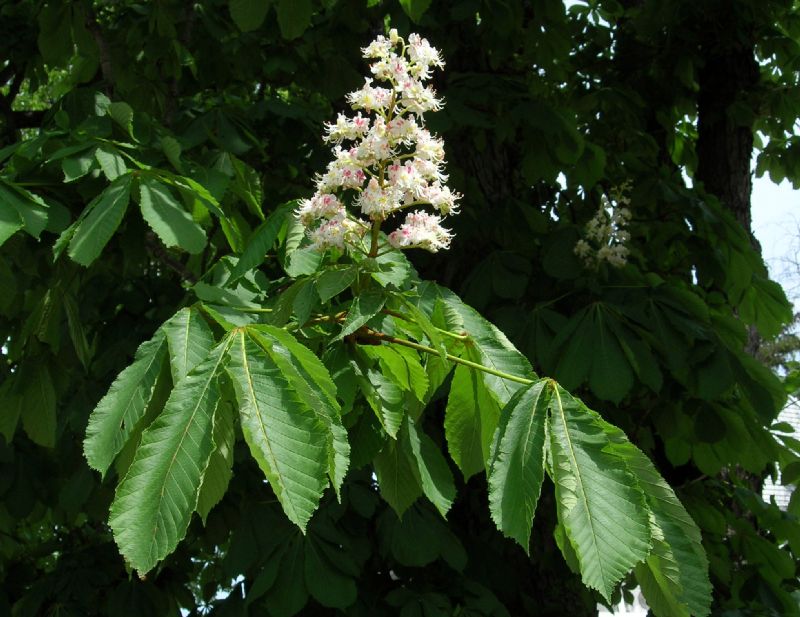 Hippocastanaceae Aesculus hippocastanum