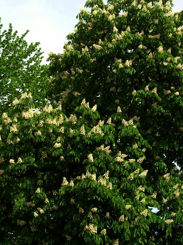 Hippocastanaceae Aesculus hippocastanum