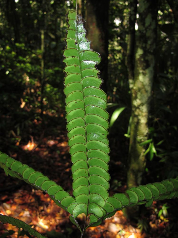 Lindsaeaceae Lindsaea 