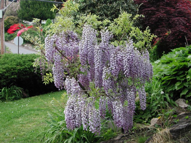 Fabaceae Wisteria 