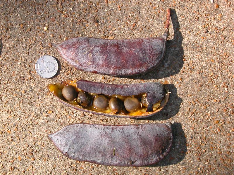 Fabaceae Gymnocladus dioica