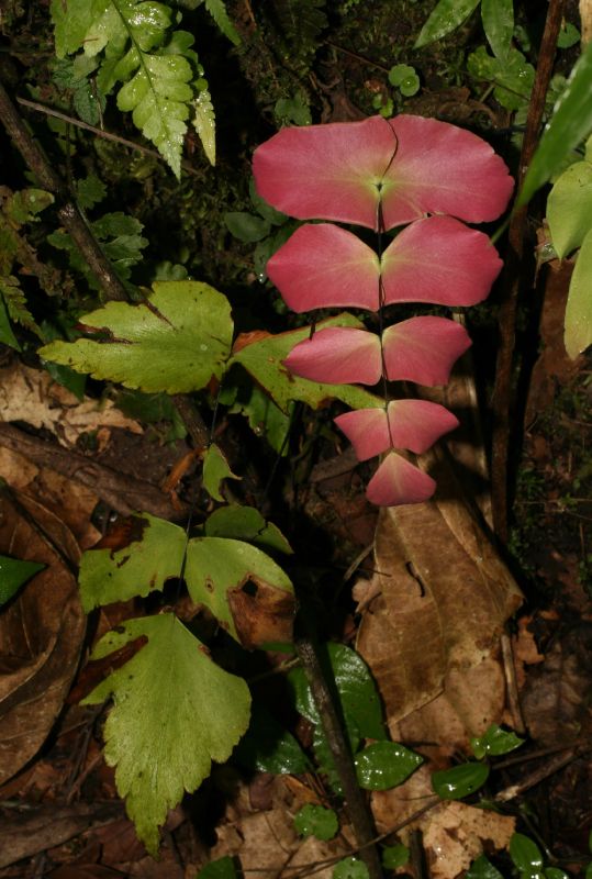 Pteridaceae Adiantum macrophyllum