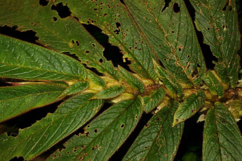 Gesneriaceae Columnea cinerea