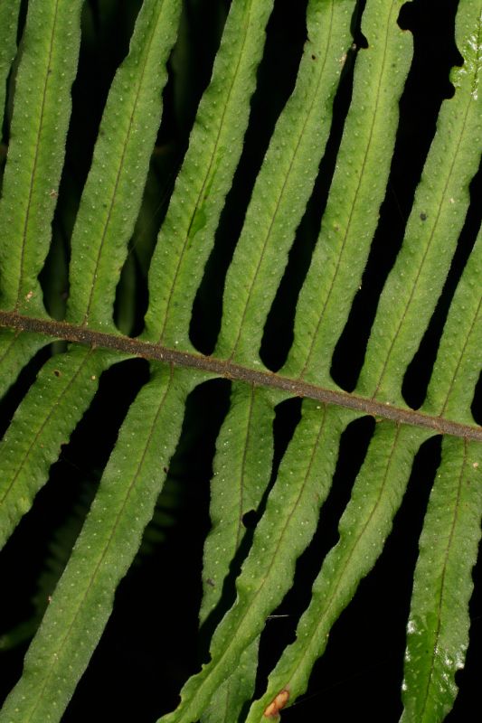 Polypodiaceae Pecluma eurybasis