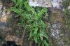 image of Asplenium trichomanes