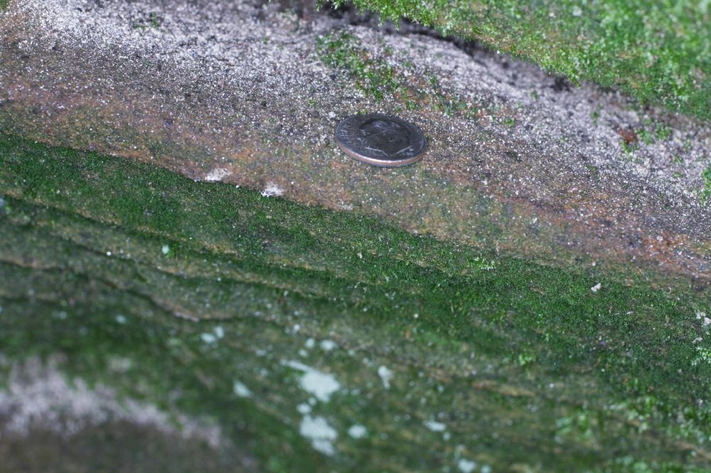 Hymenophyllaceae Crepidomanes intricatum