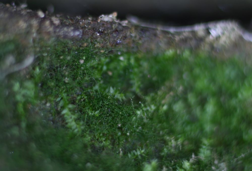 Hymenophyllaceae Crepidomanes intricatum