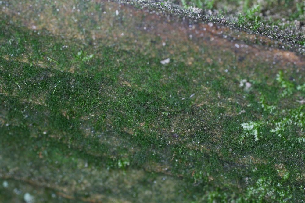 Hymenophyllaceae Crepidomanes intricatum