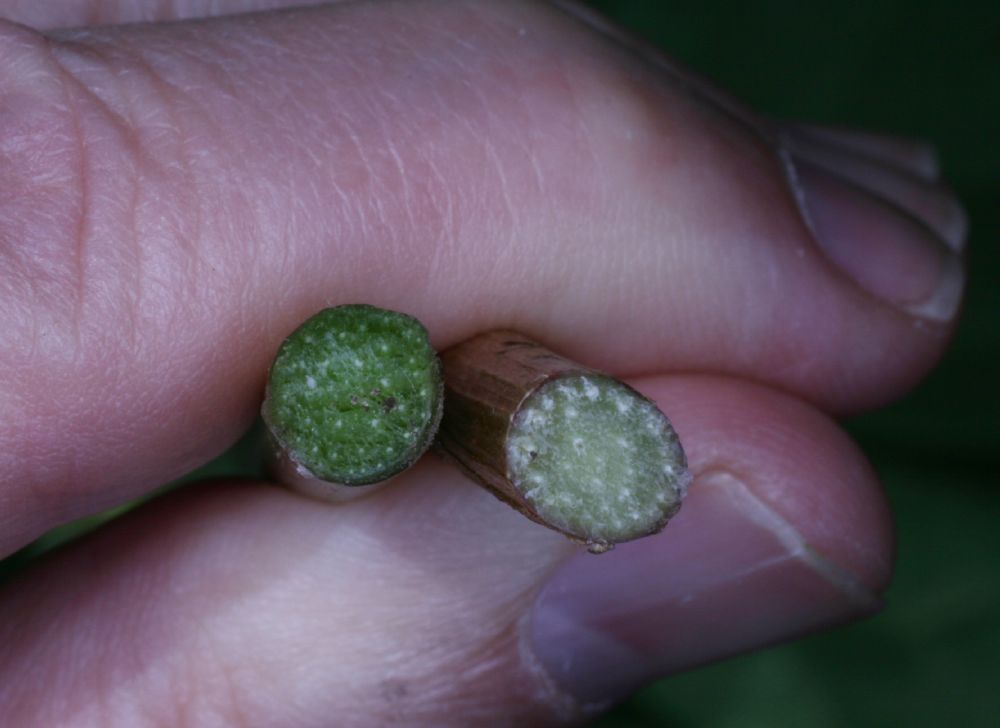 Berberidaceae Podophyllum peltatum