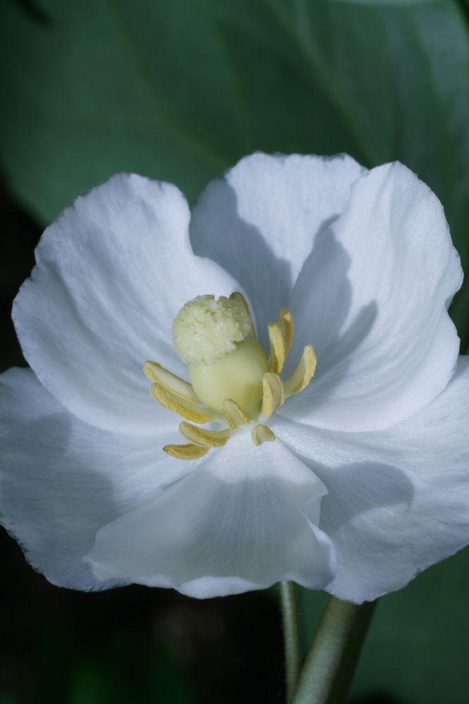 Berberidaceae Podophyllum peltatum