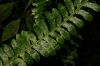 image of Asplenium pteropus