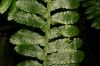 image of Asplenium pteropus