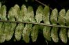 image of Asplenium pteropus