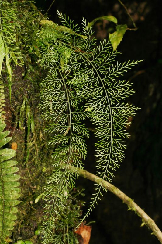 Aspleniaceae Asplenium foeniculaceum