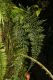 image of Asplenium foeniculaceum