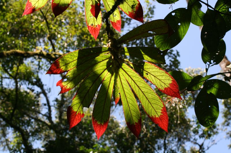 Gesneriaceae Columnea cinerea