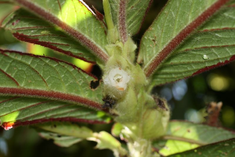 Gesneriaceae Columnea cinerea