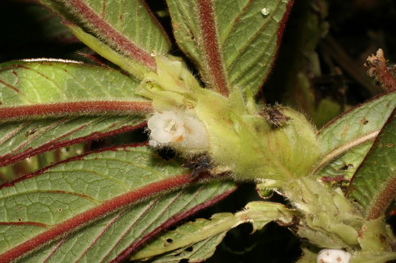 Gesneriaceae Columnea cinerea