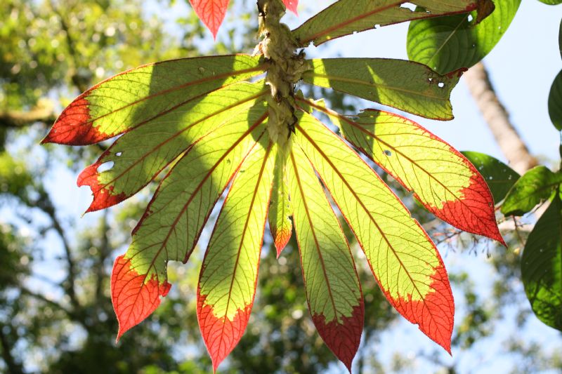 Gesneriaceae Columnea cinerea