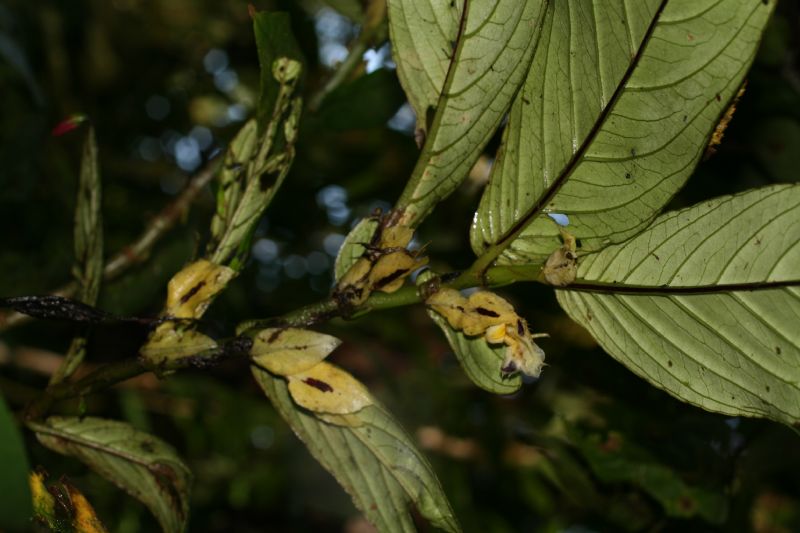 Gesneriaceae Columnea picta