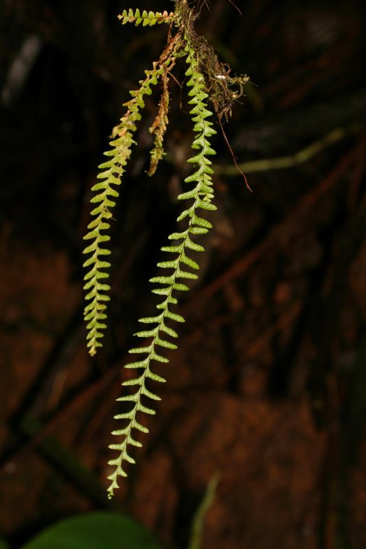 Grammitidaceae Lellingeria suspensa