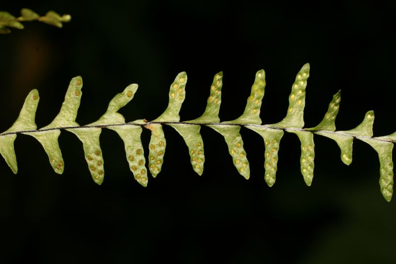 Grammitidaceae Lellingeria suspensa