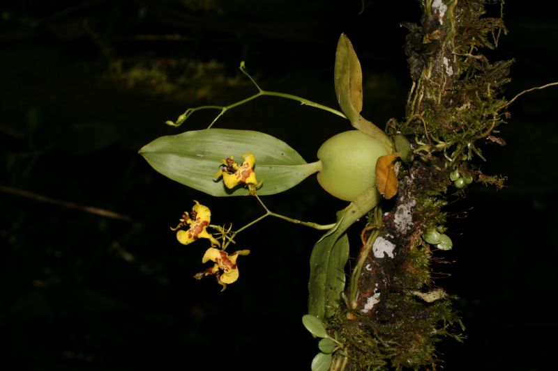 Orchidaceae Oncidium 