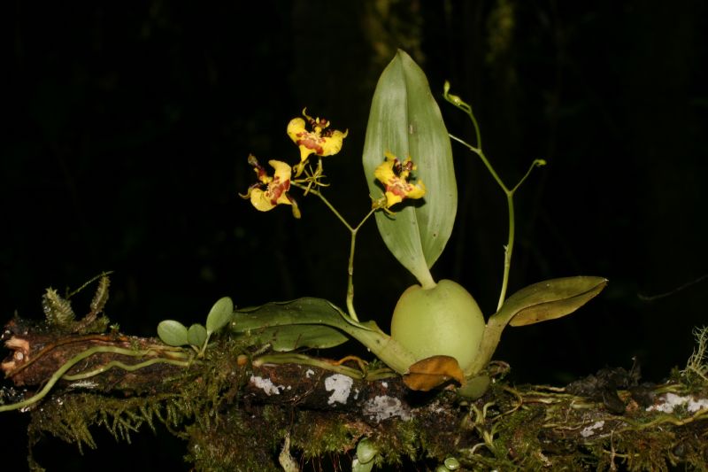 Orchidaceae Oncidium 