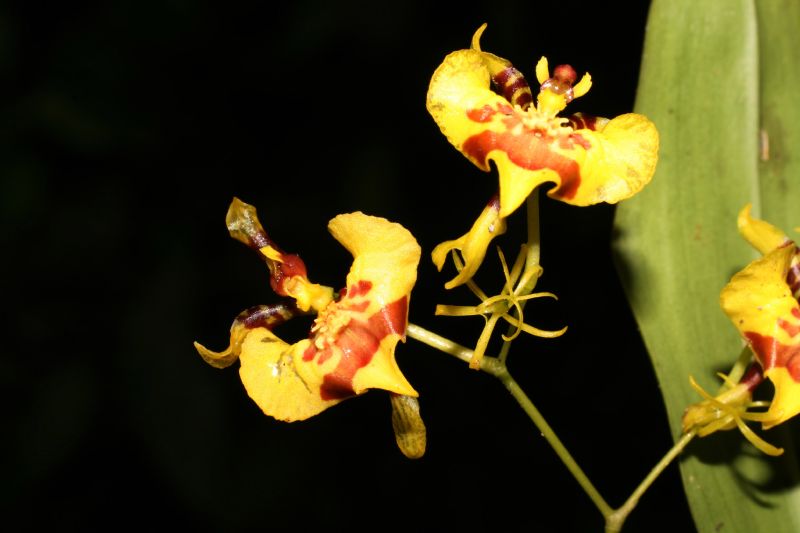 Orchidaceae Oncidium 