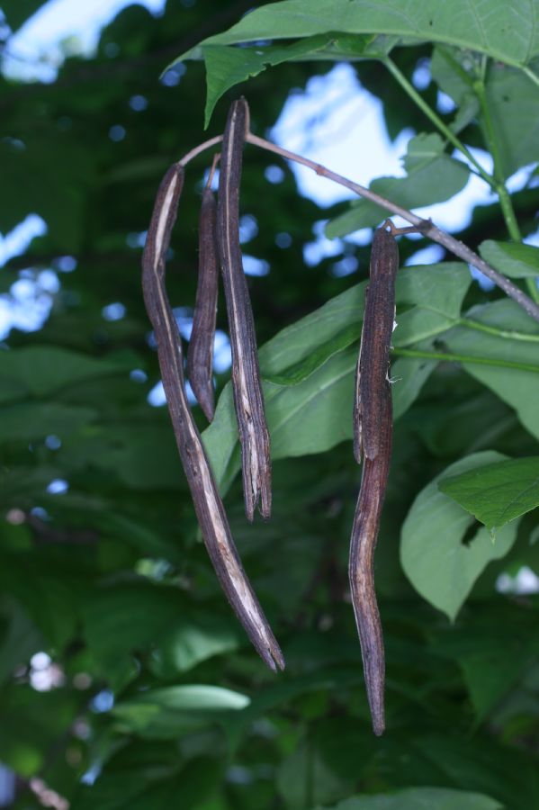 Bignoniaceae Catalpa bignonioides