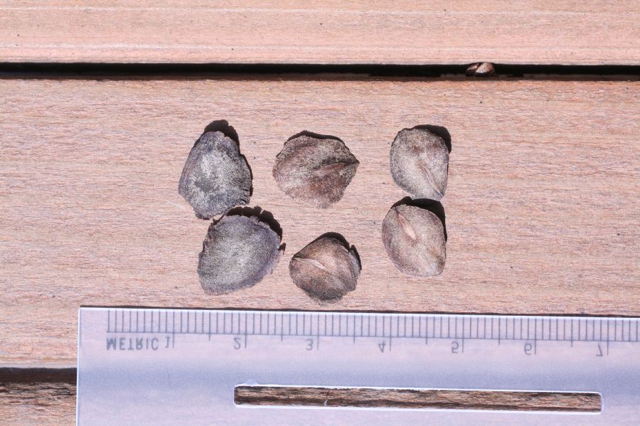 Polemoniaceae Cobaea scandens