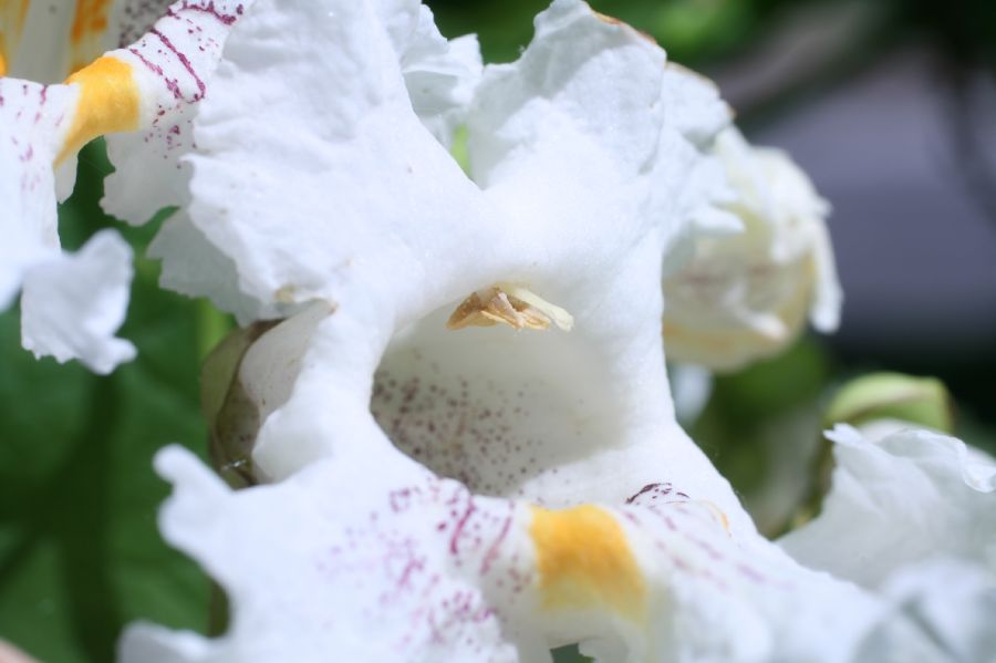 Bignoniaceae Catalpa bignonioides