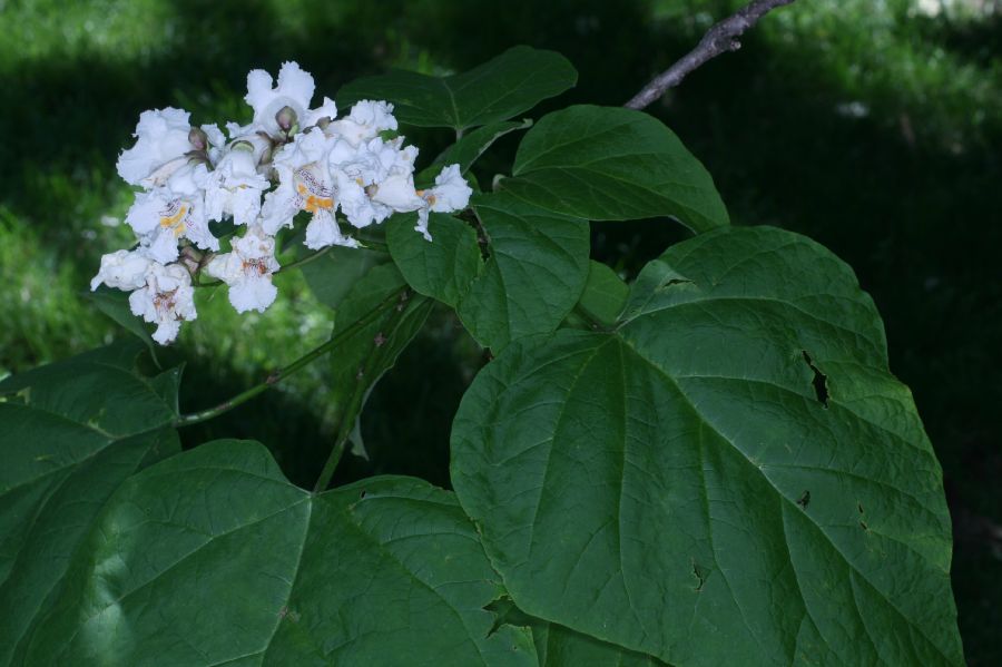 Bignoniaceae Catalpa bignonioides