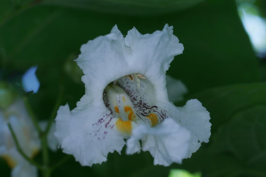 Bignoniaceae Catalpa bignonioides