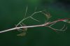 image of Parthenocissus quinquefolia