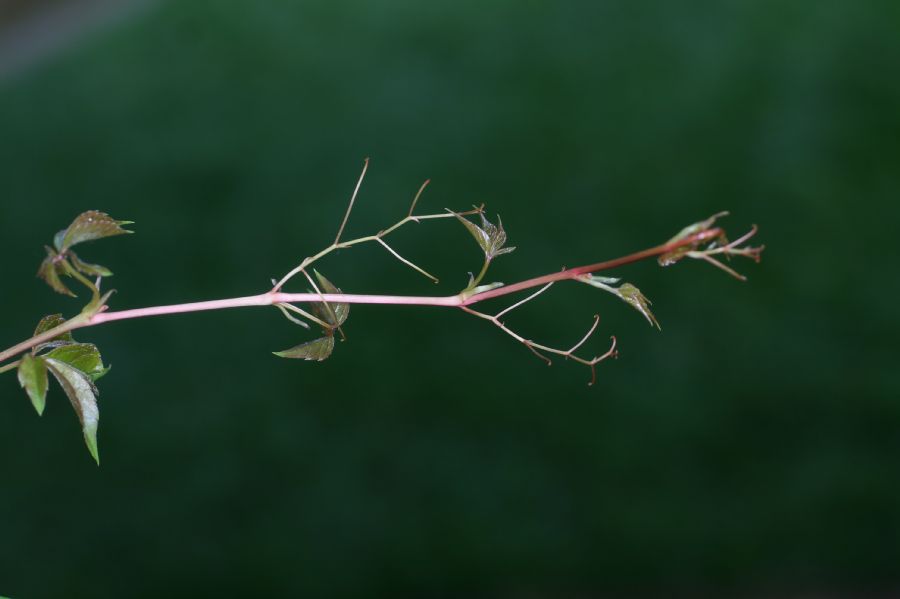 Vitaceae Parthenocissus quinquefolia