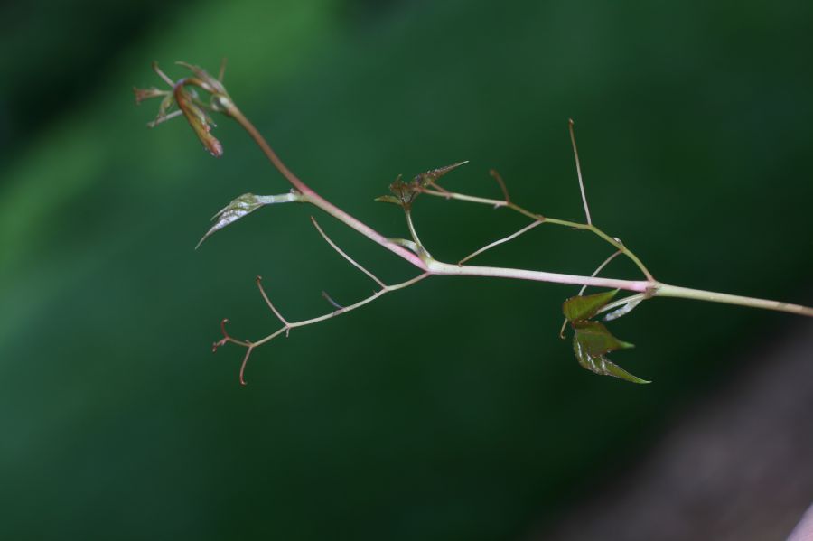 Vitaceae Parthenocissus quinquefolia