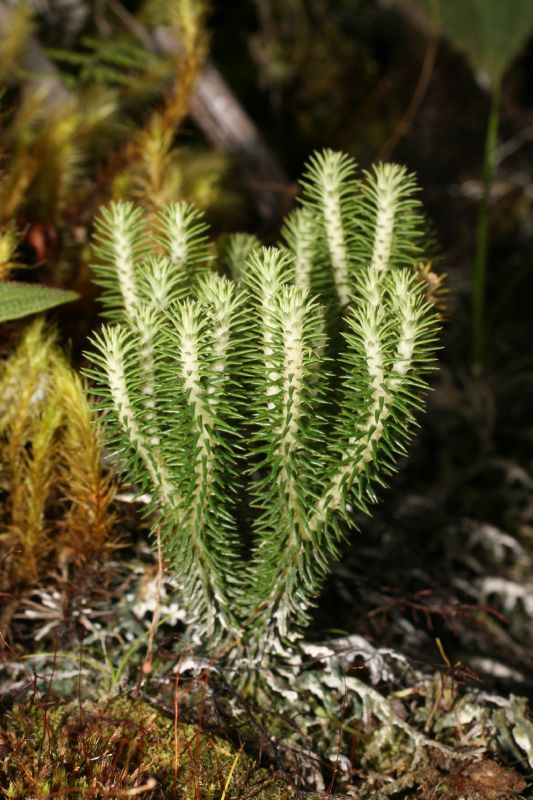 Lycopodiaceae Phlegmariurus reflexus