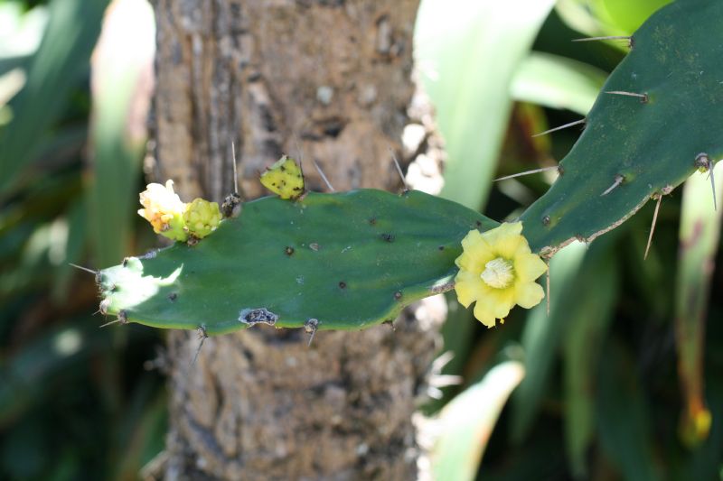 Cactaceae Opuntia 