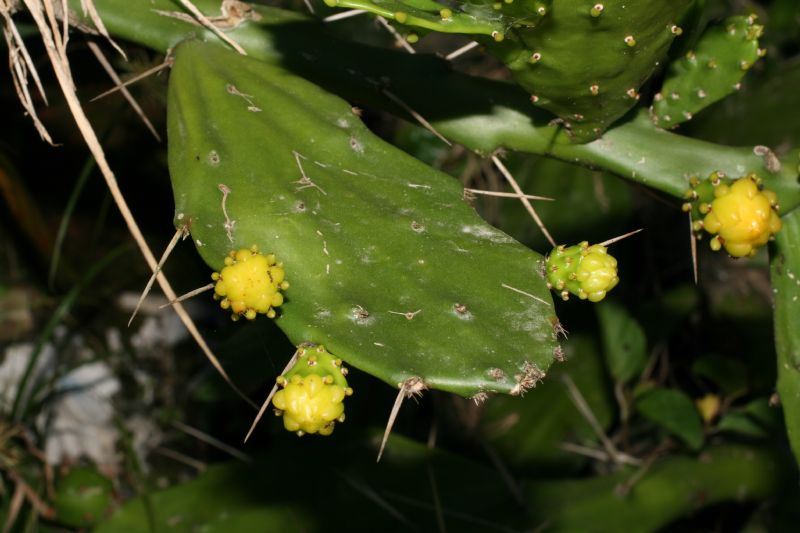 Cactaceae Opuntia 