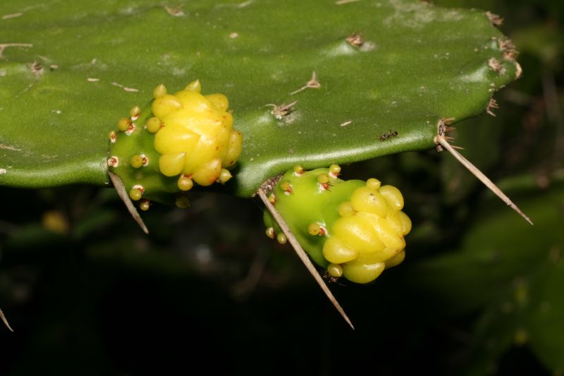 Cactaceae Opuntia 