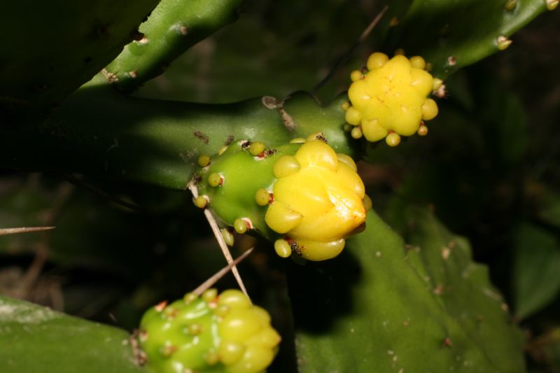 Cactaceae Opuntia 